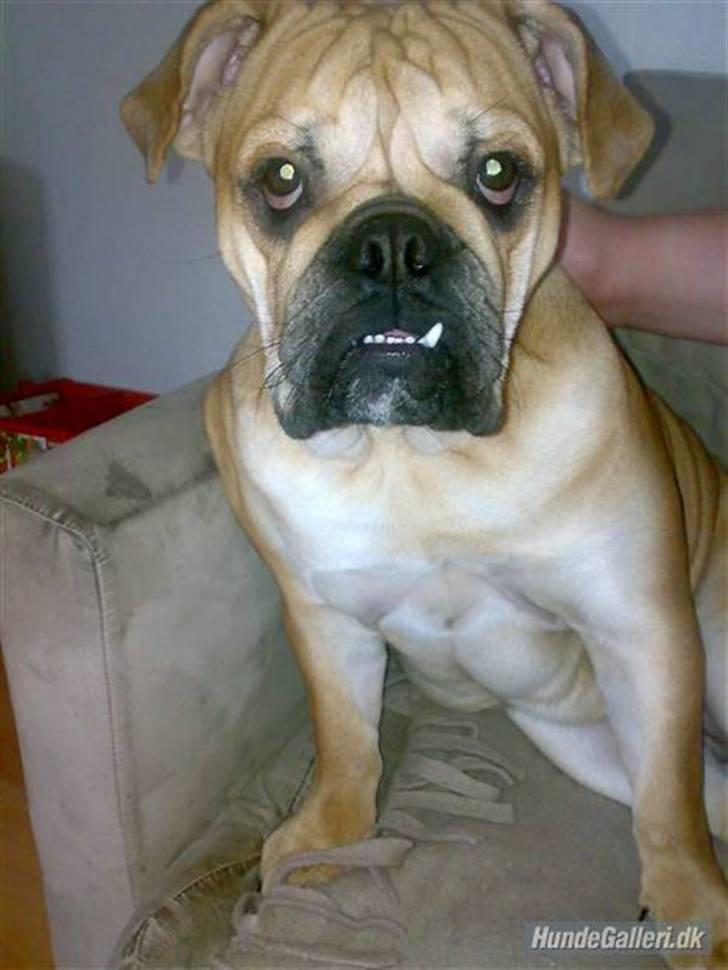 Blanding af racer Aja - Whats up? billede 17