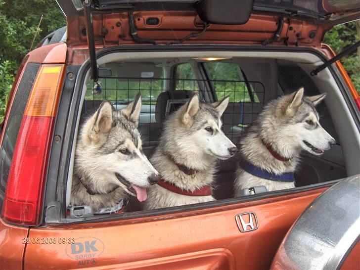 Alaskan malamute alaskans-miqila Kenya - fra venstre Kaya Krayla og Kenya billede 1