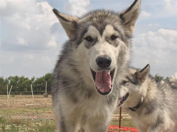 Alaskan malamute alaskans-miqila Kenya - Kenya billede 2