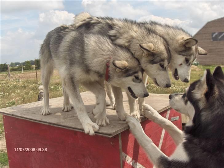 Alaskan malamute alaskans-miqila Kenya - Hej farmand billede 4