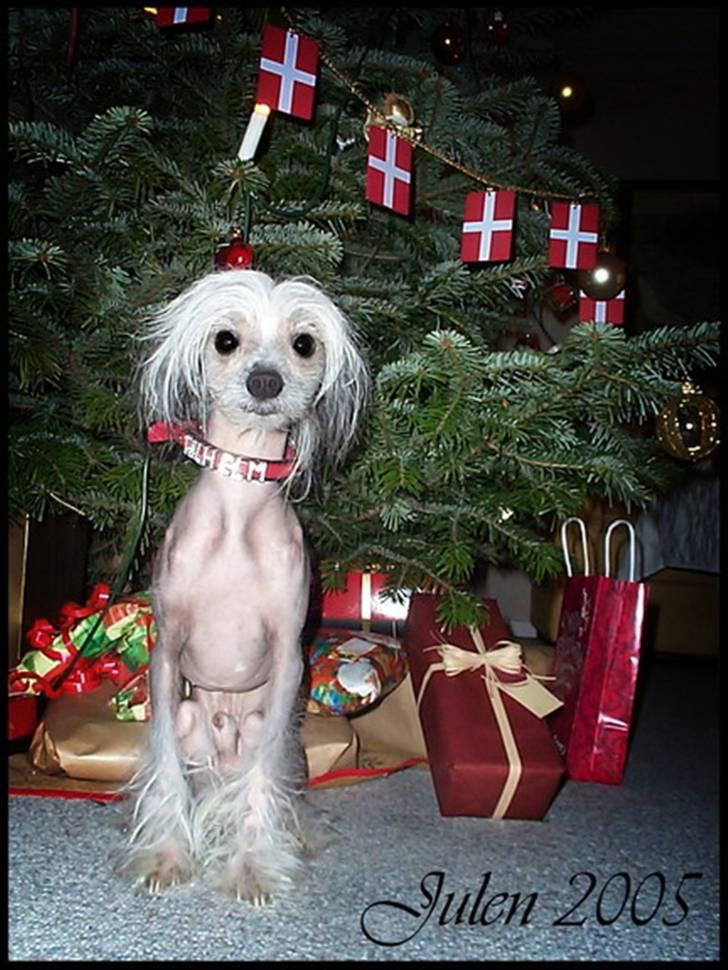 Chinese crested hårløs Cronhammar's Imperial China - Wilhelm som fotomodel en juleaften. det blev så julekortet den vinter. det kunne sgu have været taget som plakat! her er han 1år gammel <3 billede 4