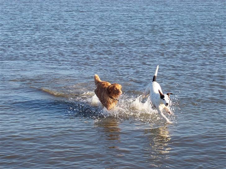 Nova scotia duck tolling retriever Shaggy Tollers Lyra - Vandpjaskeri med Lyra og Laika :D billede 1