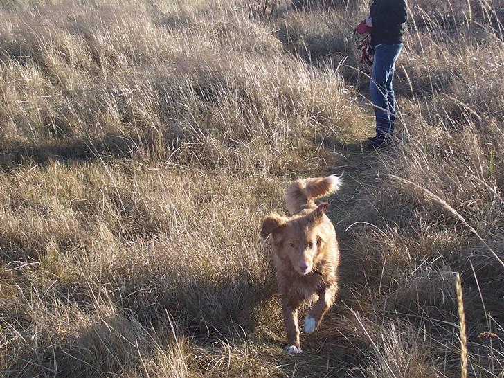 Nova scotia duck tolling retriever Shaggy Tollers Lyra - Kommer nu! billede 2