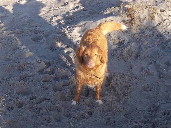 Nova scotia duck tolling retriever Shaggy Tollers Lyra - Hvaad ? ;b billede 3