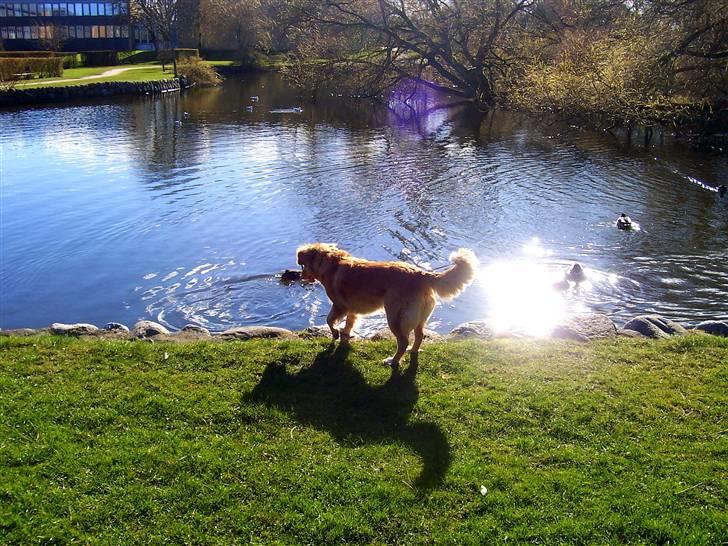 Nova scotia duck tolling retriever Shaggy Tollers Lyra billede 4