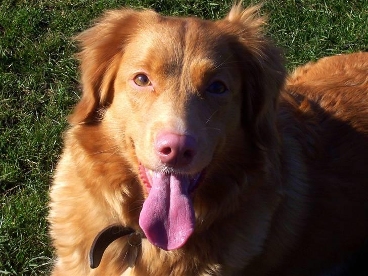 Nova scotia duck tolling retriever Shaggy Tollers Lyra billede 5