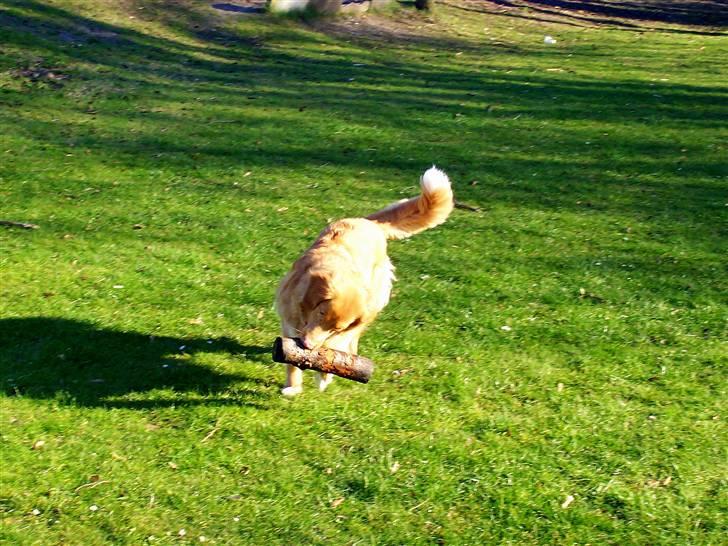 Nova scotia duck tolling retriever Shaggy Tollers Lyra - Miiin green ! billede 6