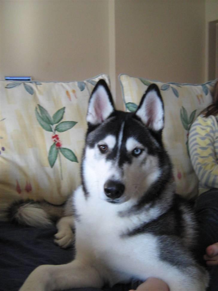 Siberian husky Zico - Sådan som han ser ud idag... 4½ måned gammel... billede 1
