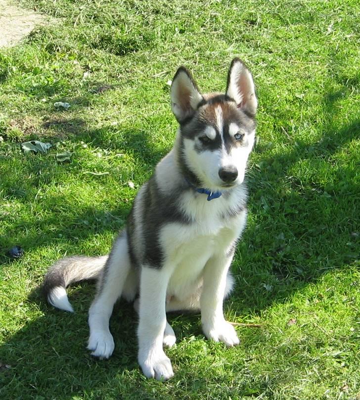 Siberian husky Zico - Dengang vi hentede ham, ca 2½ måned gammel. billede 2