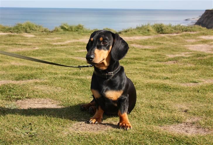 Gravhund Demitri - Lønstrup, ved Mårup kirke billede 13