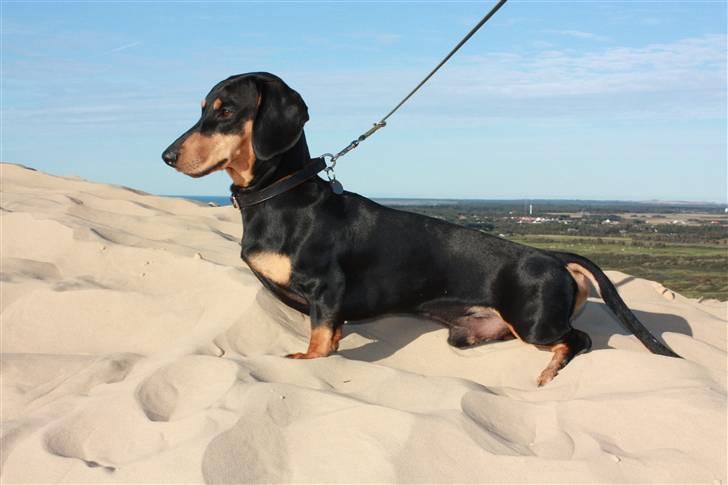 Gravhund Demitri - På Rubjerg Knude, august 2008 billede 14