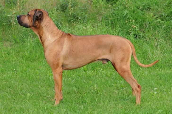 Rhodesian ridgeback Kuzonga's Chunuka Zazu - D. 24. August 08 billede 15