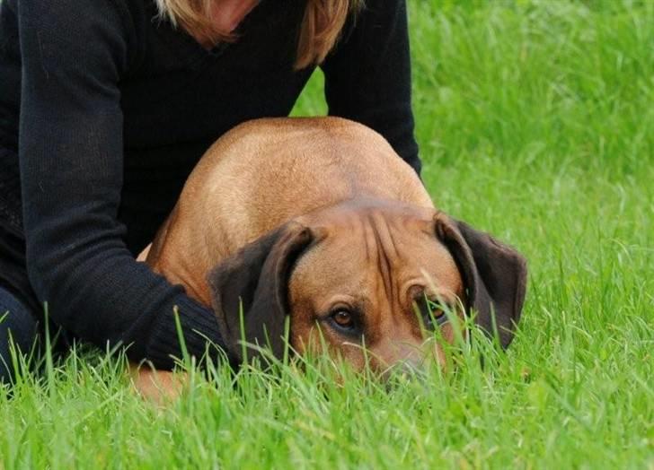 Rhodesian ridgeback Kuzonga's Chunuka Zazu - Hey... mor der er en der kigger på os... billede 18