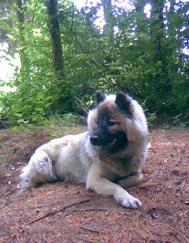 Eurasier Luna billede 10