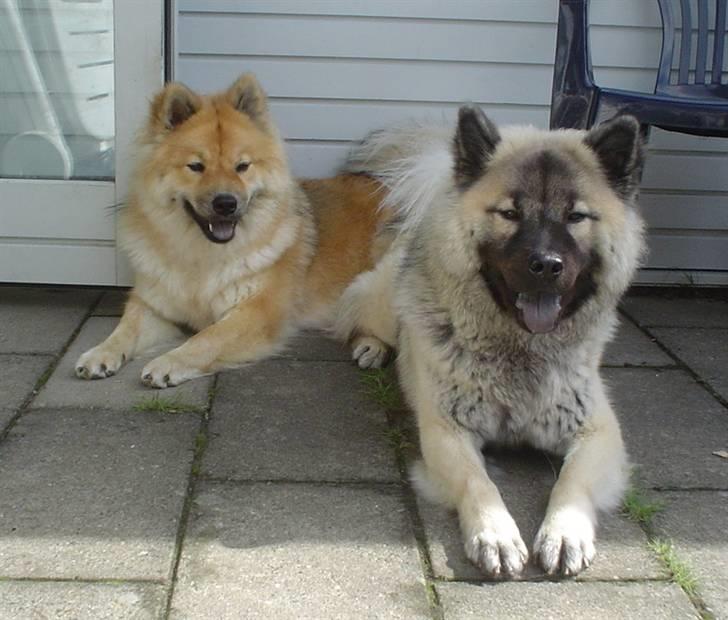 Eurasier Luna - Luna har besøg af sin kuld-søster, Ticga - se hvor forskellige de er! - En charme ved racen - De er 14½ mdr. gamle billede 11