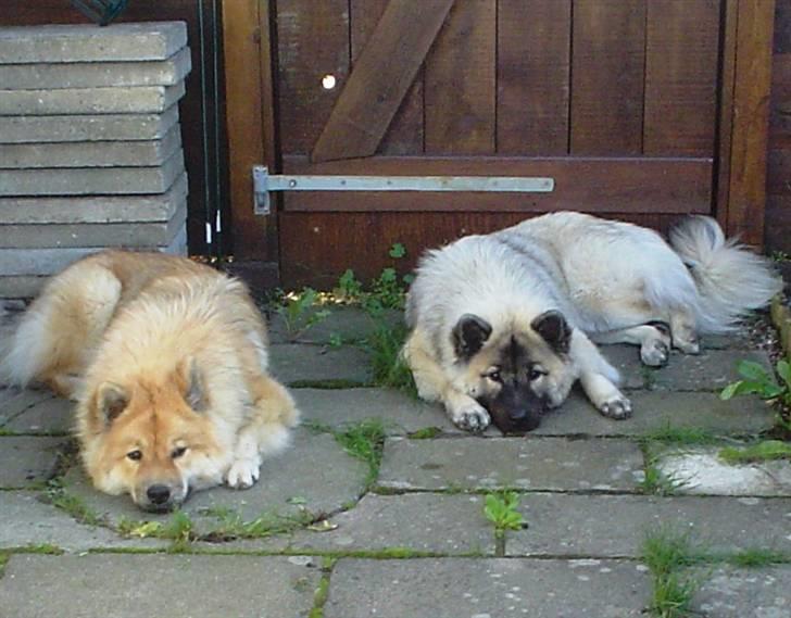 Eurasier Luna billede 12