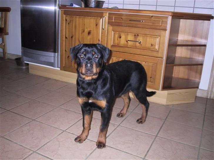 Rottweiler Xinkas Aida billede 1