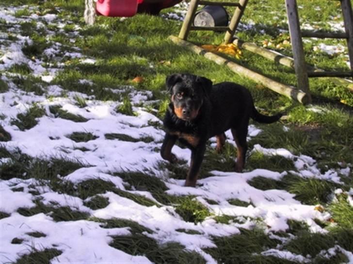 Rottweiler Xinkas Aida billede 2