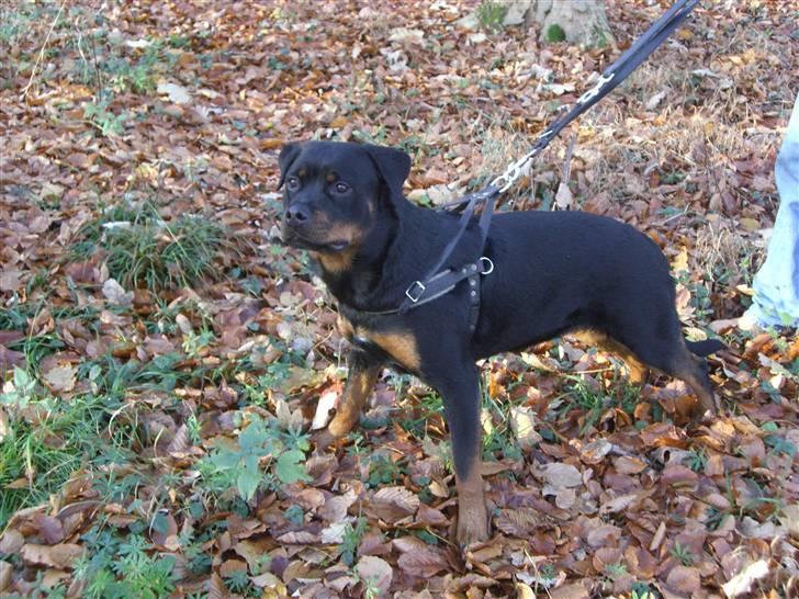 Rottweiler Xinkas Aida billede 3