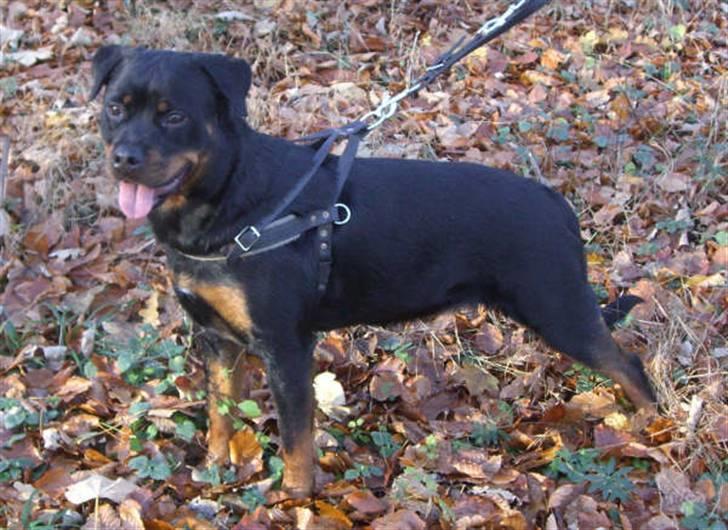 Rottweiler Xinkas Aida billede 4