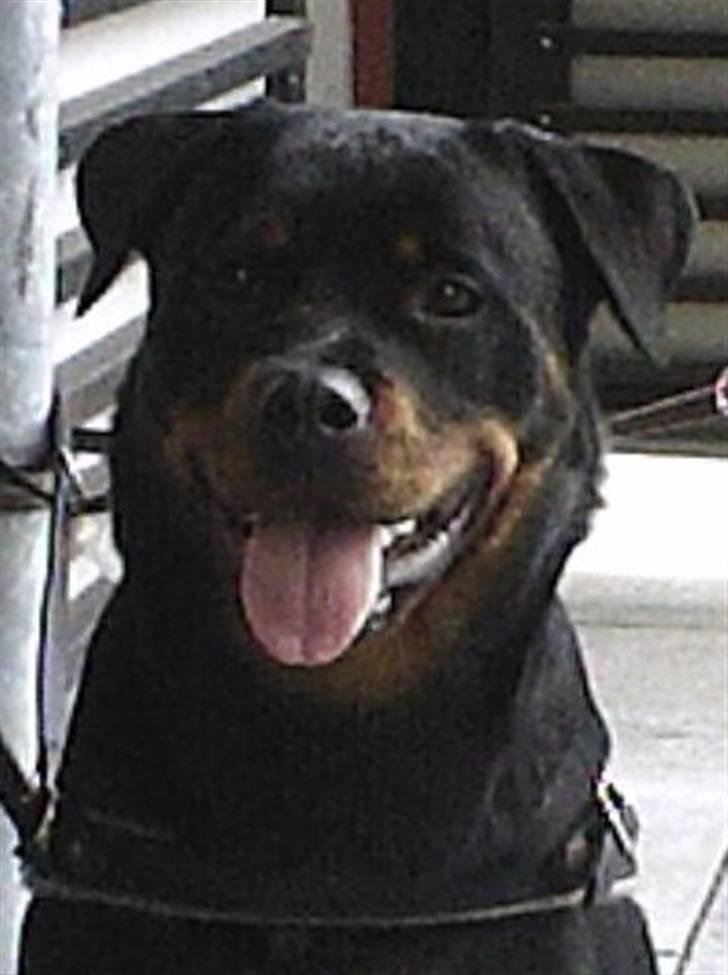 Rottweiler Xinkas Aida billede 5