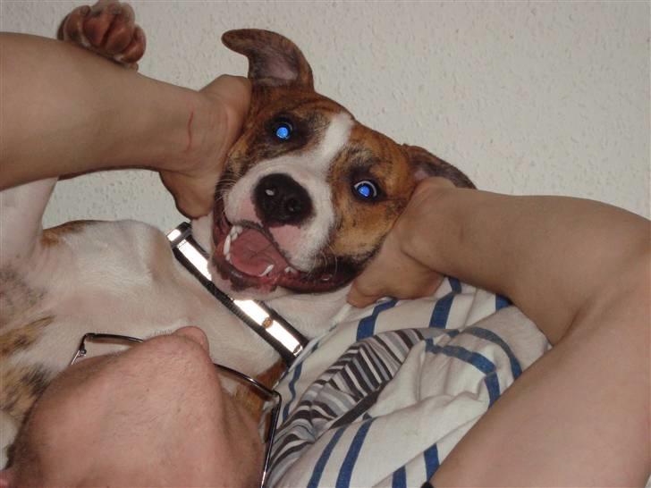 Blanding af racer Cassie - haha leger med far.. så farlig jeg ser ud... ;D billede 20