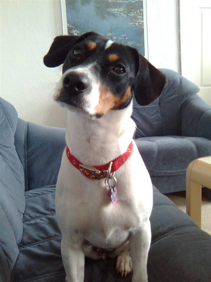 Dansk svensk gaardhund Ronja - Her sidder min lille prinsesse og ser såå sød ud! billede 20