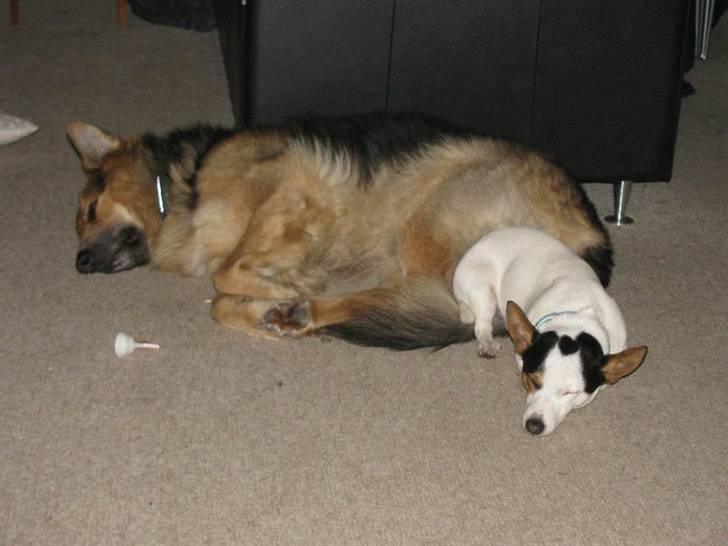 Schæferhund Rico - det er godt at have fødselsdag billede 2