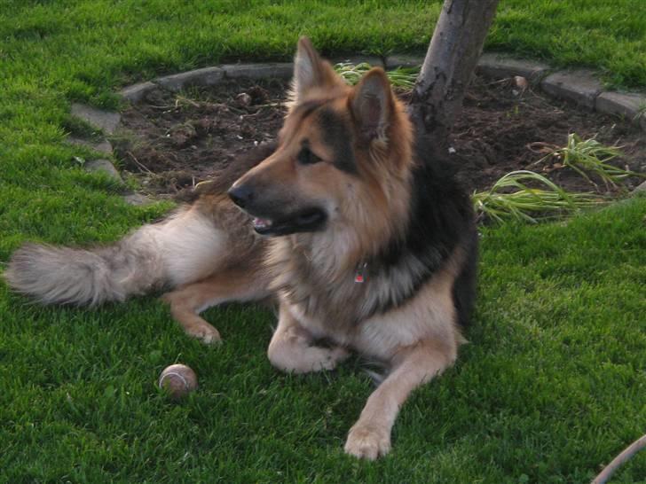 Schæferhund Rico - nu kommer far hjem billede 3