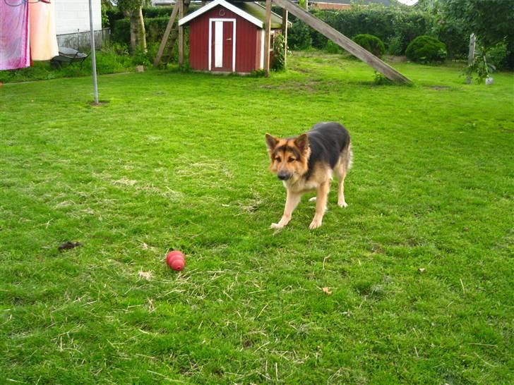 Schæferhund Rico - kom nu spark til bolden billede 4