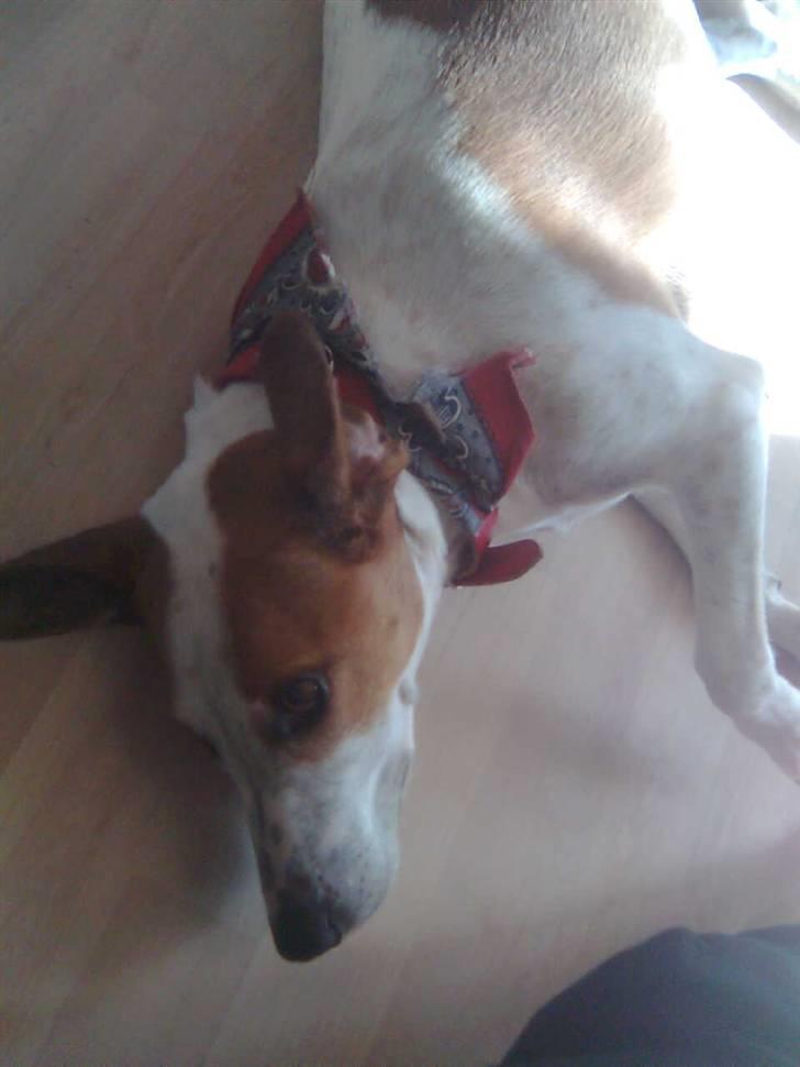 Dansk svensk gaardhund Pernille (snittel) - pernille, elsker bare de sol stråler. billede 3