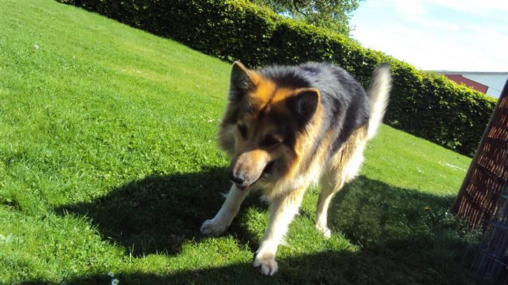 Schæferhund Rico - jeg har lige fået hesten hut på, :D billede 5