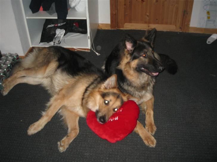 Schæferhund Rico - man kan altså godt blive lidt træt billede 6