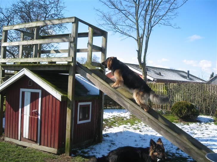 Schæferhund Rico - uha det er hårdt men jeg vil ha min bold billede 7