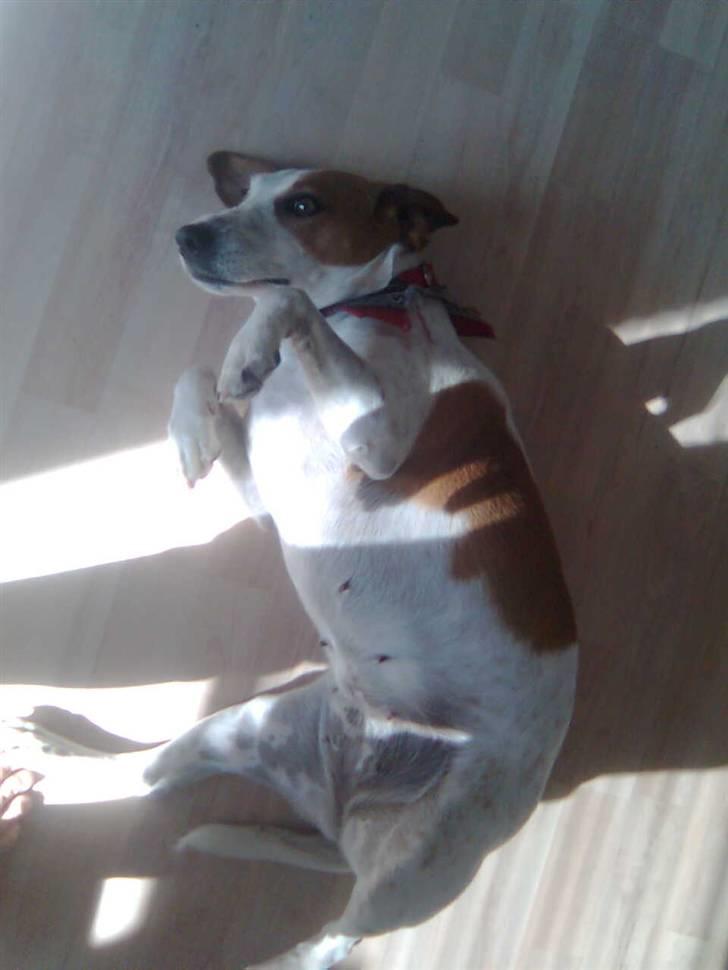 Dansk svensk gaardhund Pernille (snittel) - jeg elsker den stilling.  billede 4