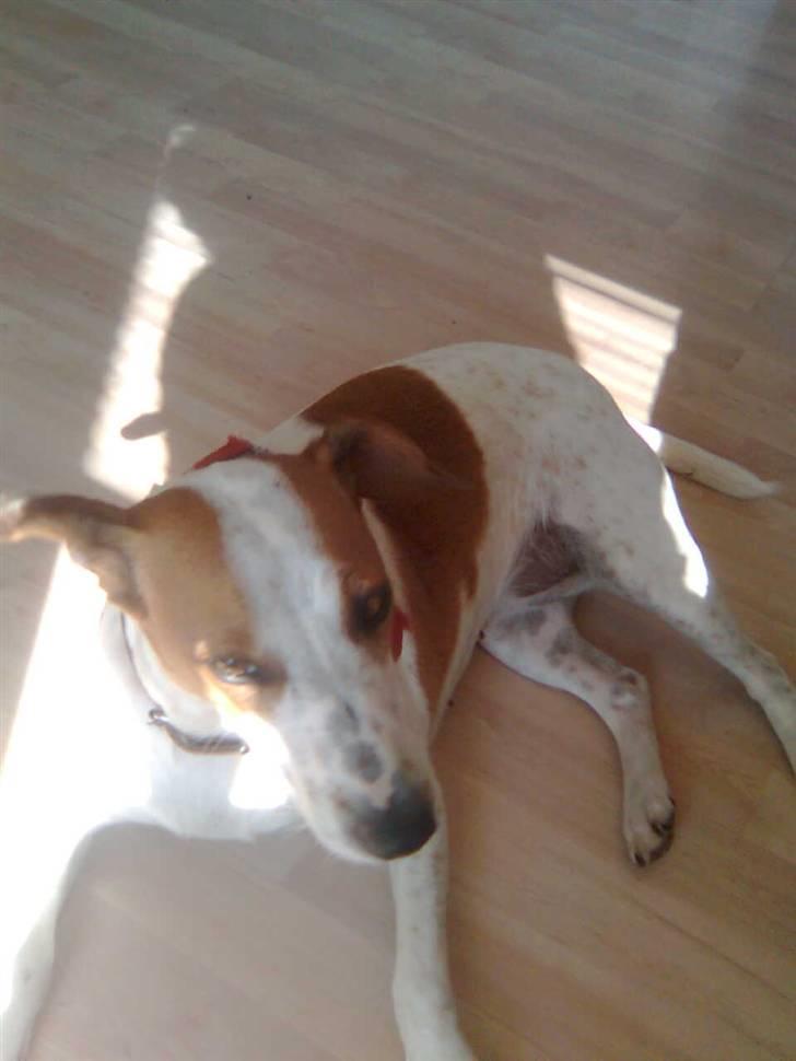 Dansk svensk gaardhund Pernille (snittel) - lækkert solen skinner endelig igen :p billede 5