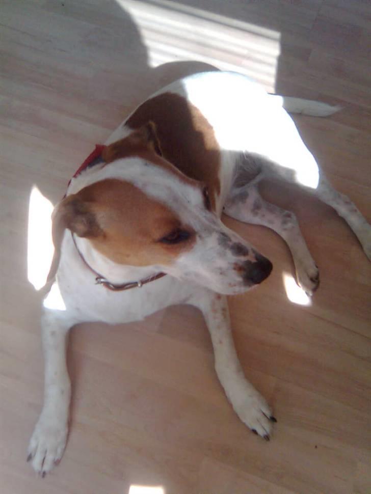 Dansk svensk gaardhund Pernille (snittel) - Jeg er da lidt af en fotomodel var :) billede 6