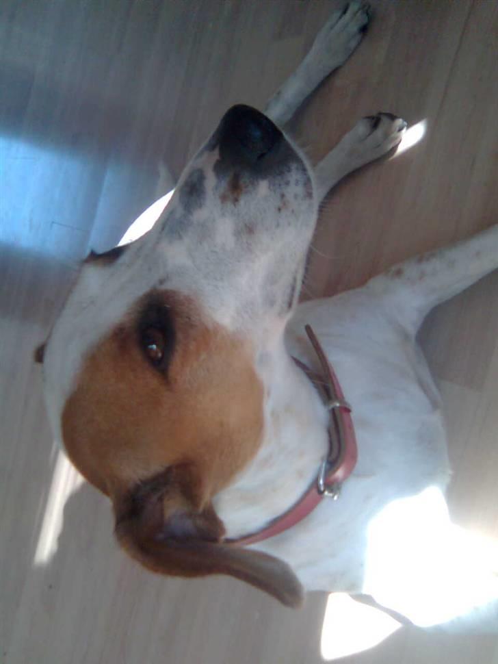 Dansk svensk gaardhund Pernille (snittel) - må jeg ikk snart sove bare lidt? billede 7