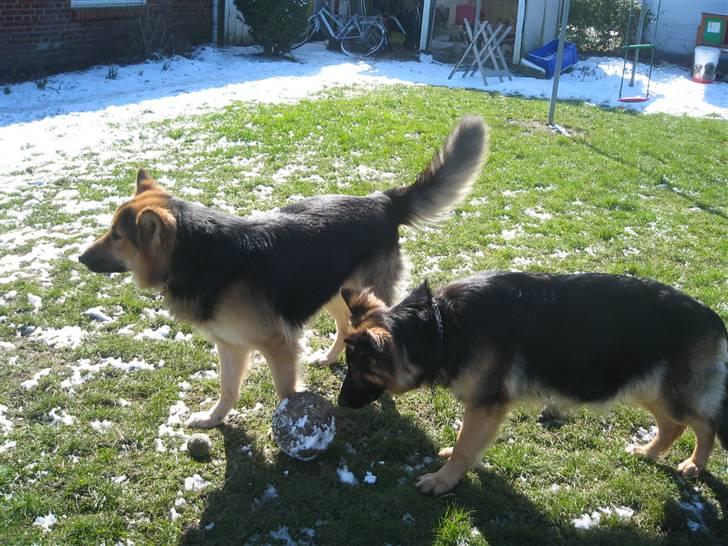 Schæferhund Rico - hvem kommer mon nu billede 8