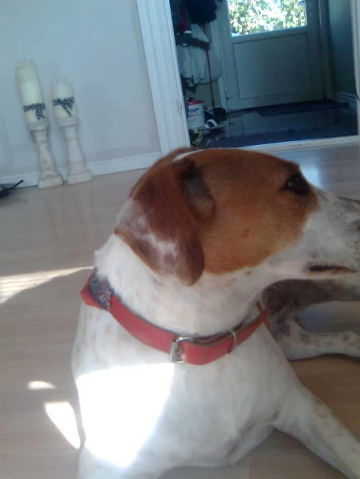 Dansk svensk gaardhund Pernille (snittel) - sagde du noget snuske? :) billede 8