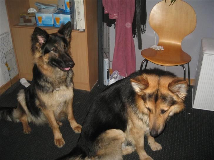 Schæferhund Rico - uhh en bi og min kone billede 9