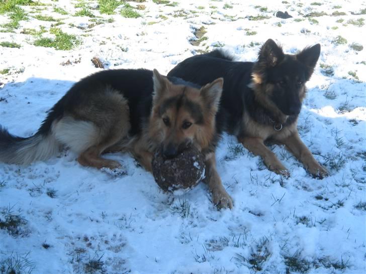 Schæferhund Rico - det er min bold billede 10