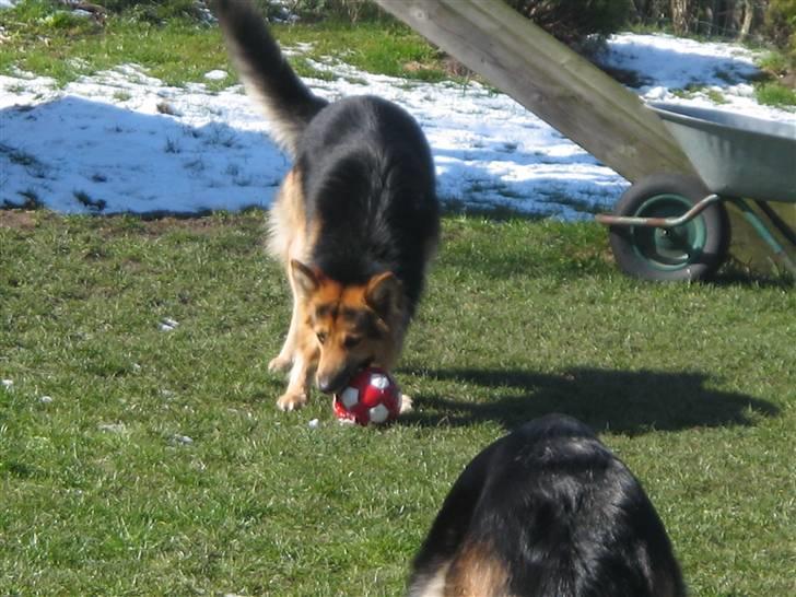 Schæferhund Rico - jeg kommer nu jeg skal lige ha min bold med billede 11
