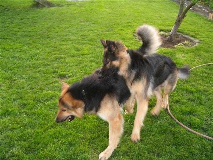 Schæferhund Rico - av luna det gør ondt billede 12