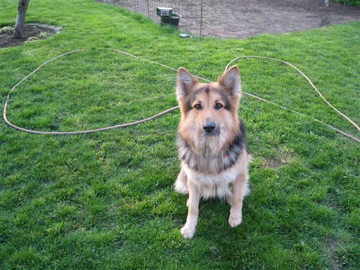 Schæferhund Rico - hej far<3<3 billede 13