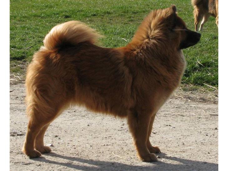 {{currentPhoto.altText}} billede {{currentPhoto.number}}