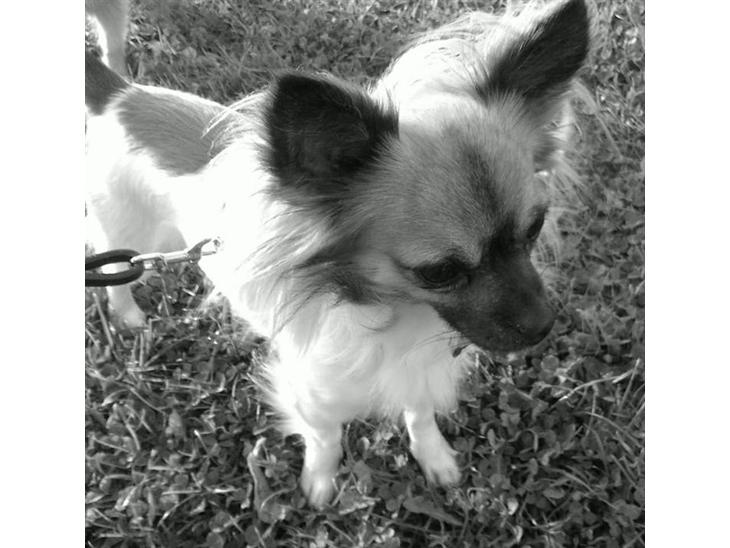 Chihuahua Snoopy - Snoopy billede 1
