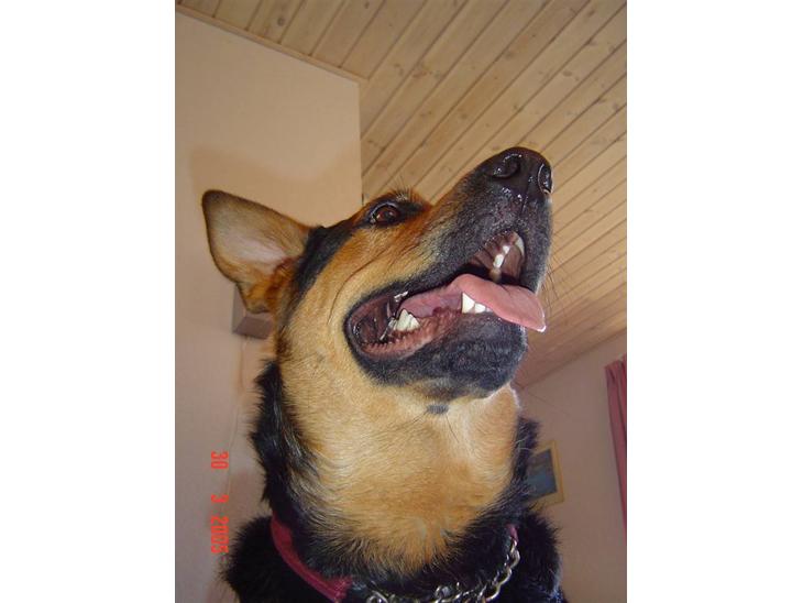 Blanding af racer sasha r.i.p - min dejlige hund.. den tror måske nok den er lidt kongelig smil billede 1