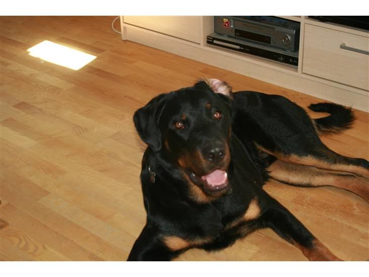 {{currentPhoto.altText}} billede {{currentPhoto.number}}