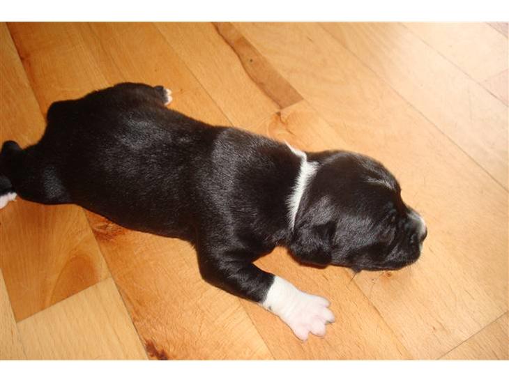 {{currentPhoto.altText}} billede {{currentPhoto.number}}